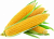 Кукуруза